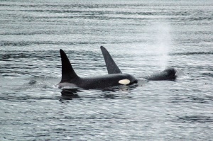 Orca's in de Johnstone Strait | Johnstone Strait